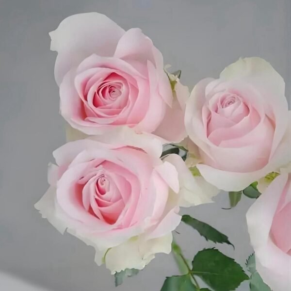 玫瑰-方德粉雪山