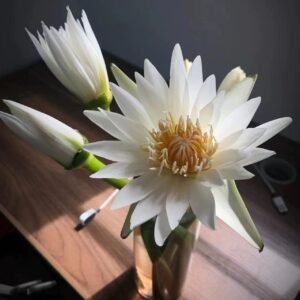 睡蓮