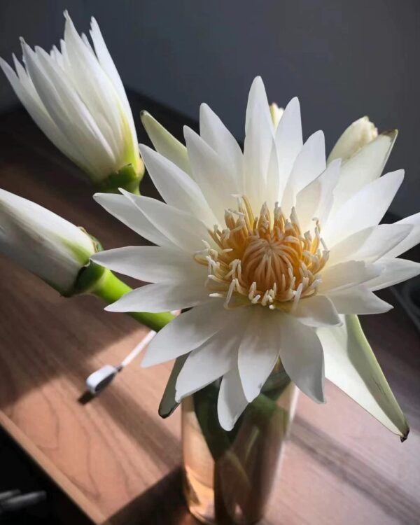 睡蓮