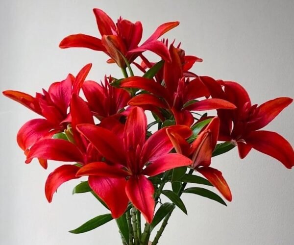 百合-紅寶石