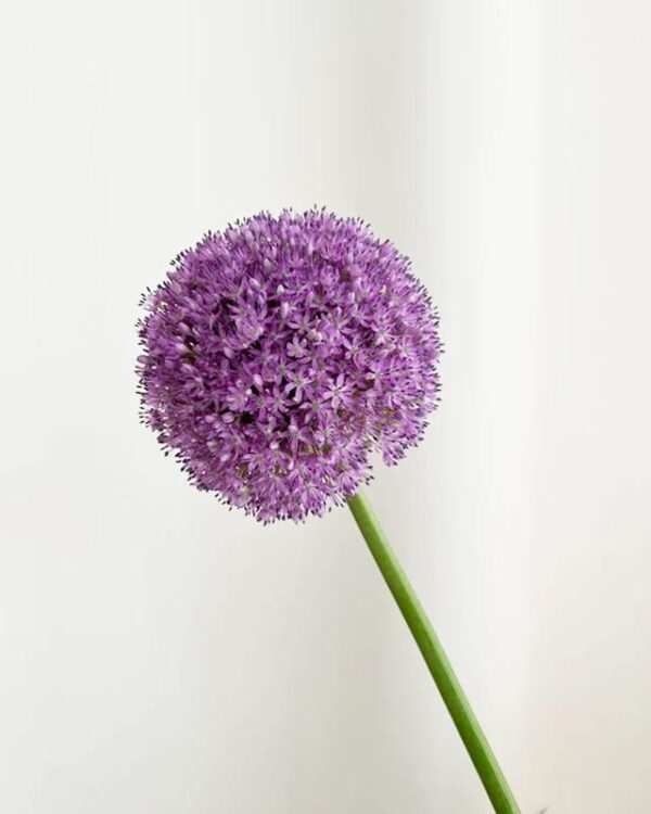 葱花