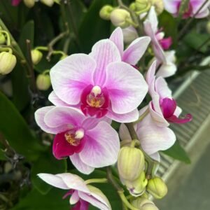 蘭花