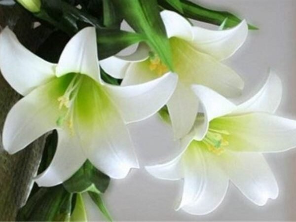 百合-亞百白鐵炮