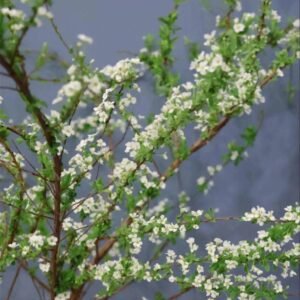 雪柳花