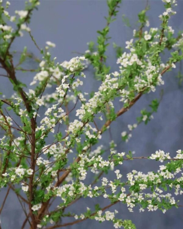 雪柳花