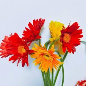 非洲菊