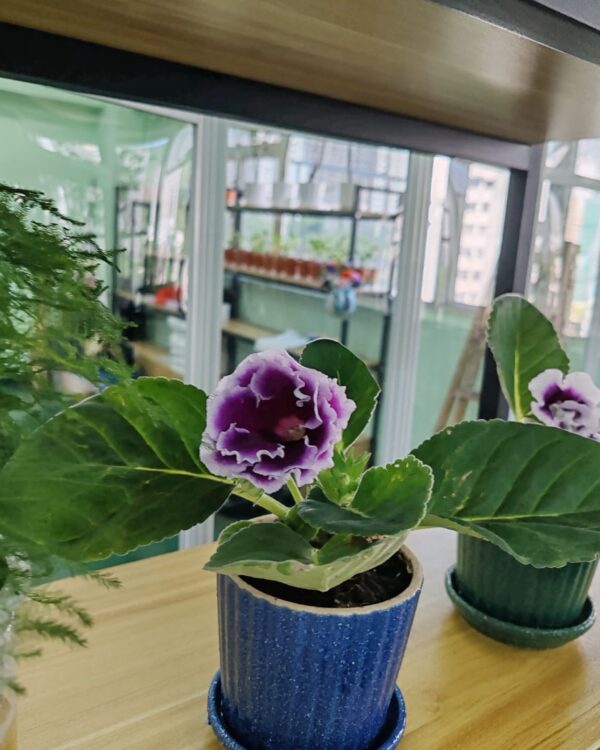 大岩洞