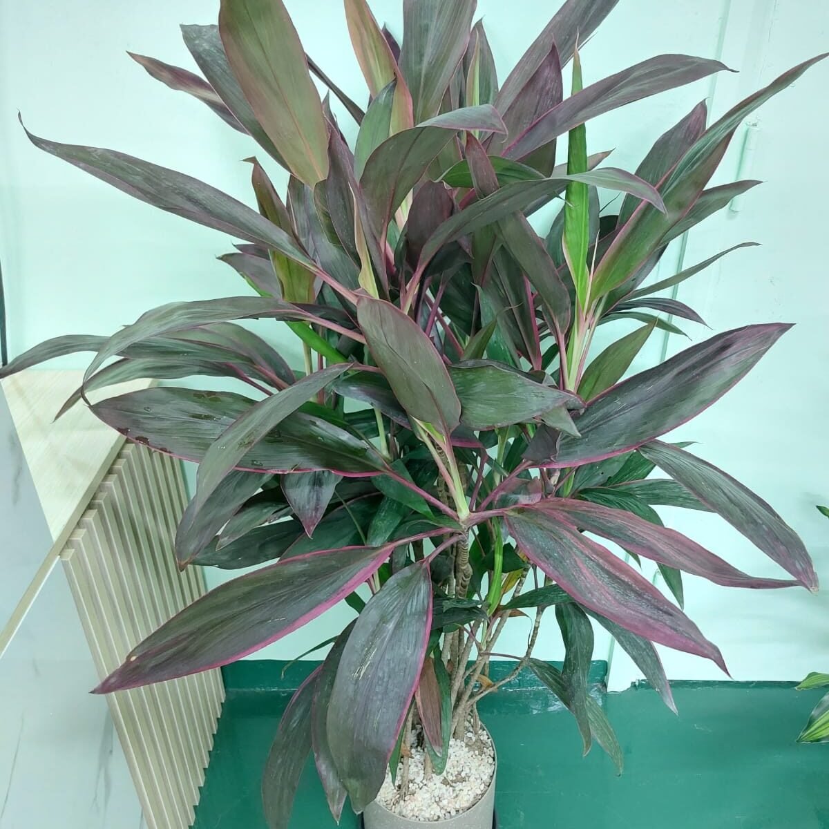 IMG 20250804 WA0084