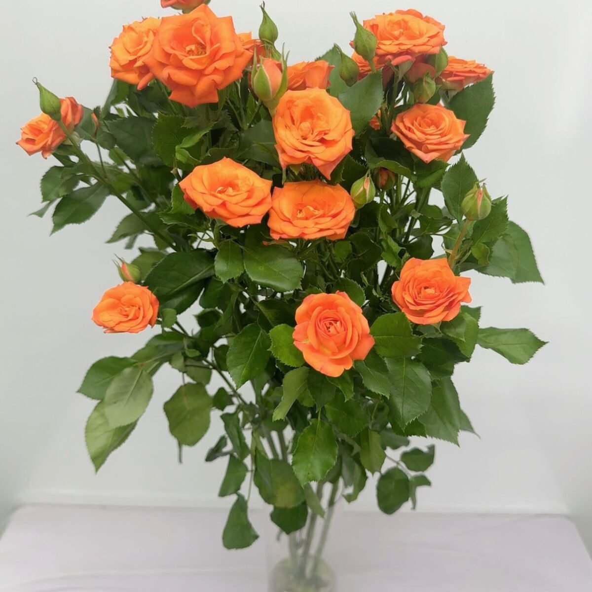 橙色芭比