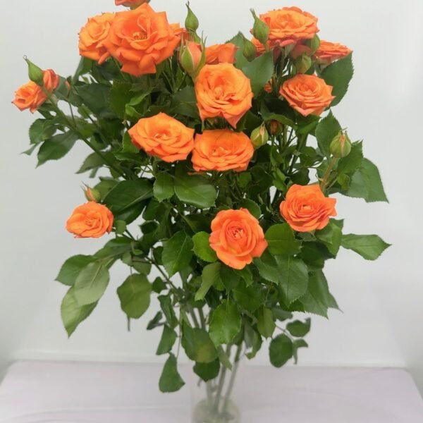 多頭玫瑰-橙色芭比