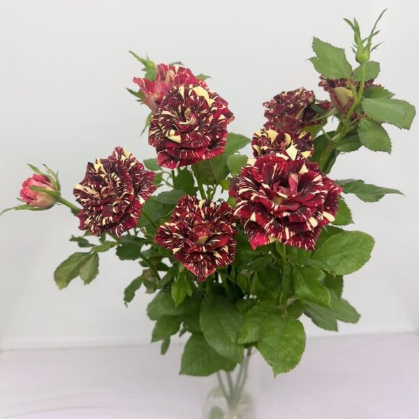 多頭玫瑰-流星雨