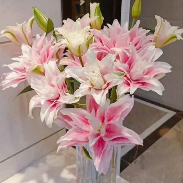 百合-重瓣伊莎貝拉