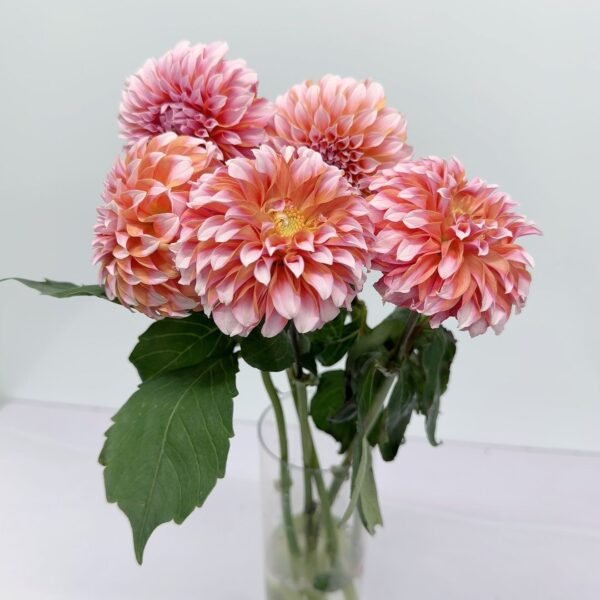 大麗花-奶油桃子