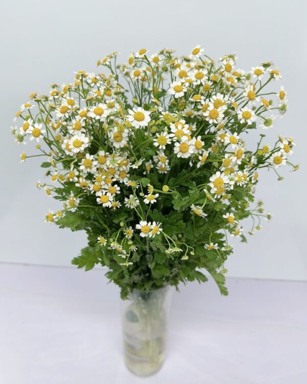 洋甘菊