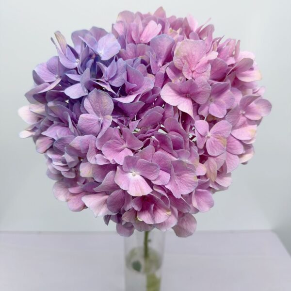 繡球(粉紫色)