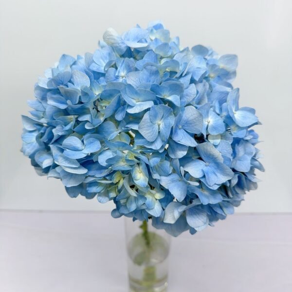 繡球(天藍色)