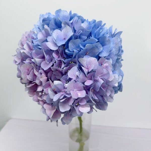 繡球(藍紫色)