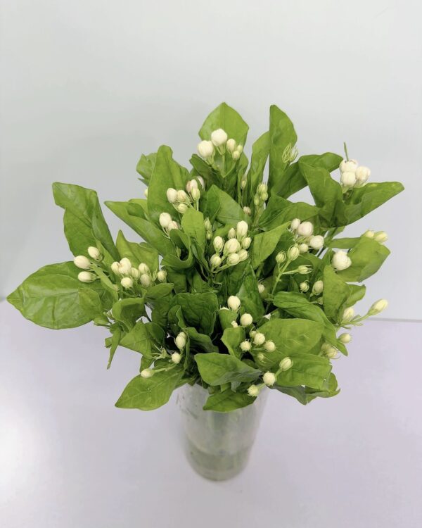 茉莉花