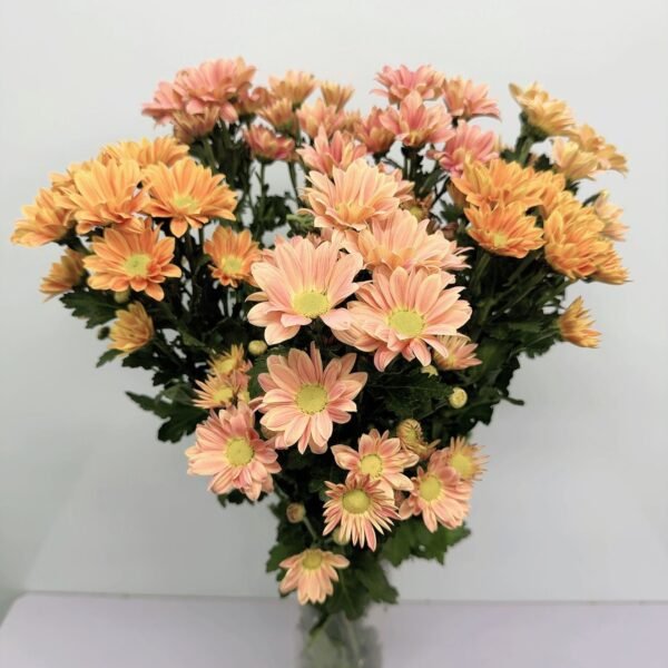 三文魚小菊(香檳)