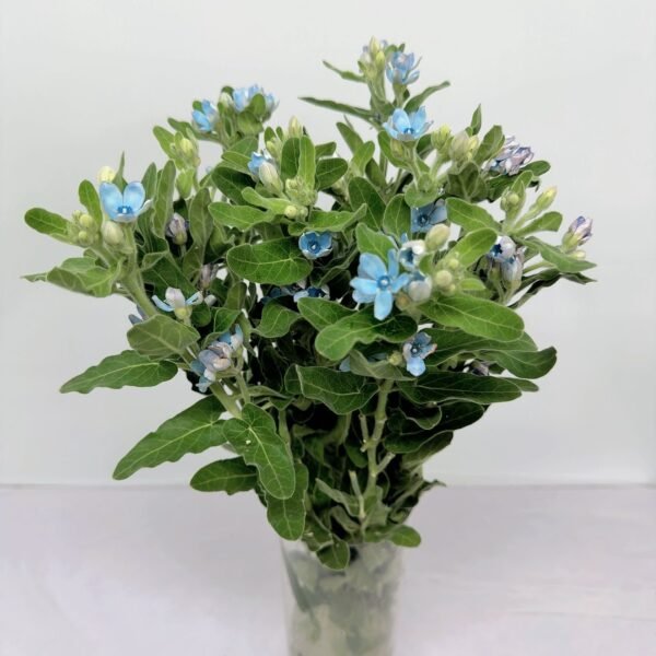 藍星花圓瓣(藍)