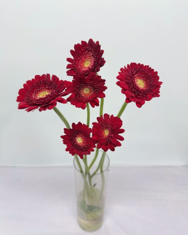 非洲菊-休斯頓