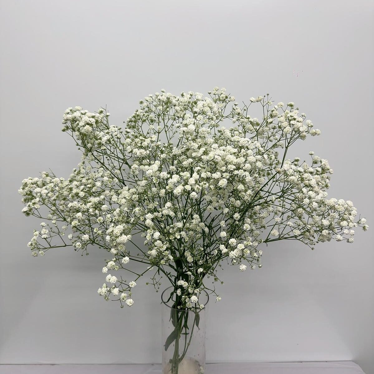 伊洛斯滿天星