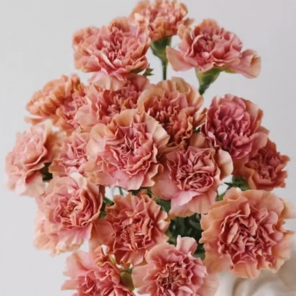 康乃馨-古巴愛情