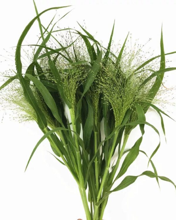 噴泉草
