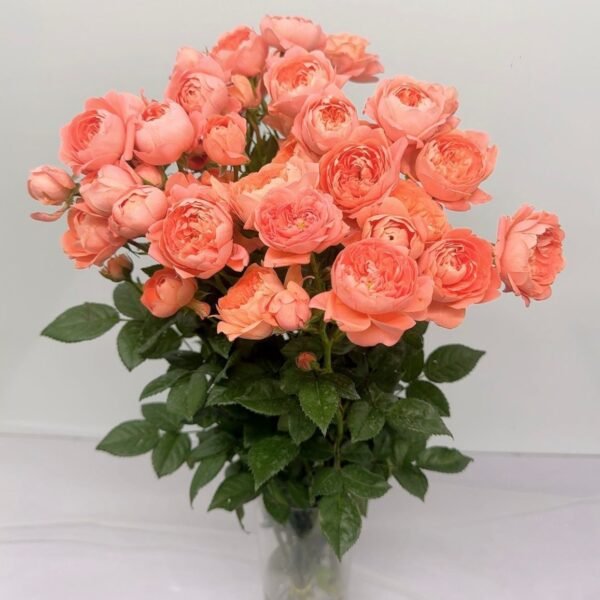 多頭玫瑰-杏色果汁