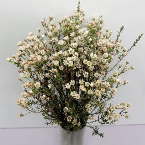 平頭臘梅中花(白)