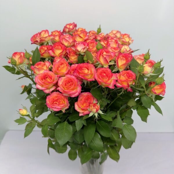 多頭玫瑰-愛麗絲