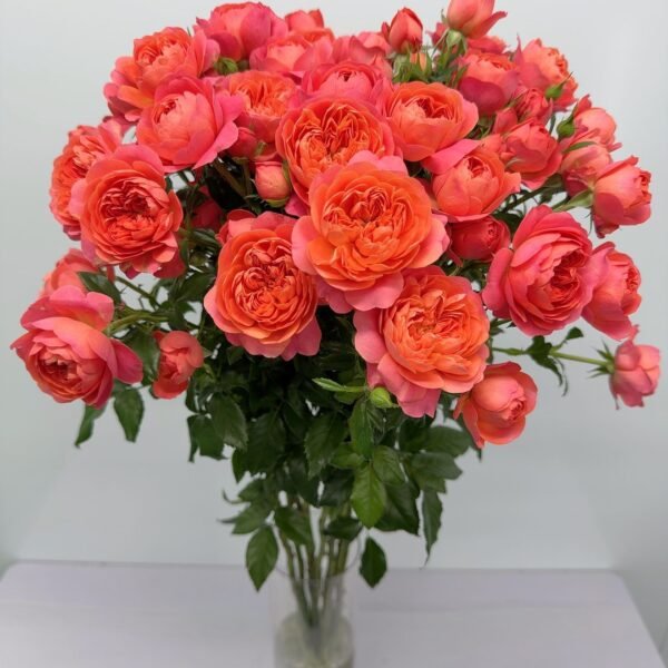 多頭玫瑰-紅果汁