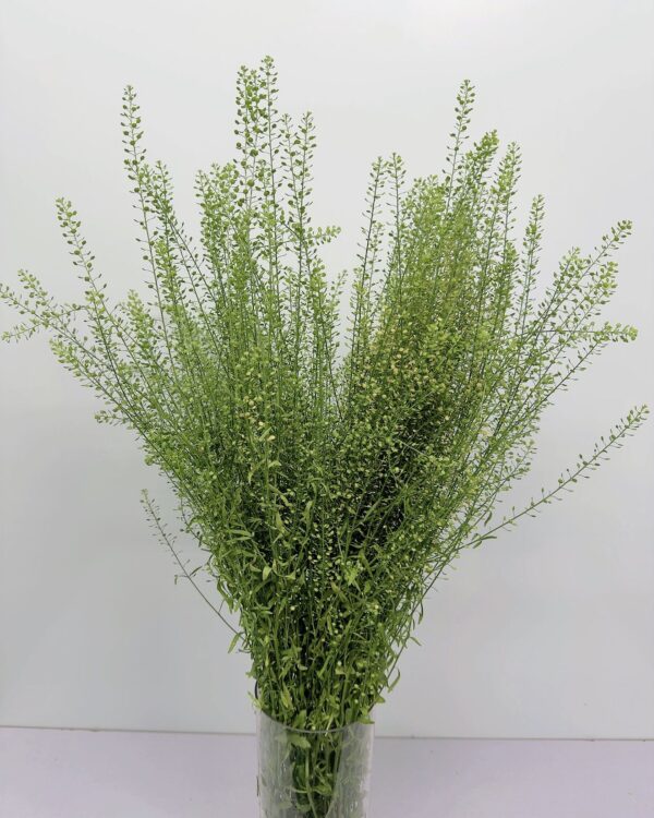綠鈴草