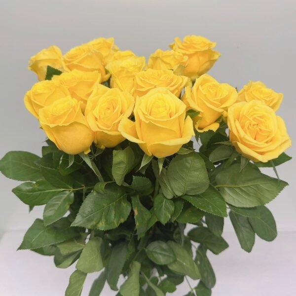 黃玫瑰-金枝玉葉