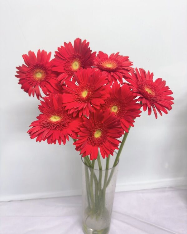 非洲菊(紅)
