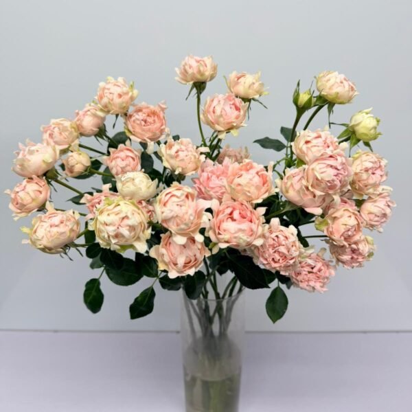 多頭玫瑰-Sofun Sofine